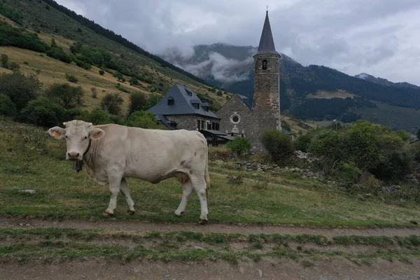 Monasterio Montgarri Situado Vall Aran Con Una Vaca Posando Por —  Fotos de Stock