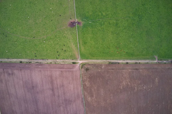 Anbau Seinen Verschiedenen Phasen Ernten Können — Stockfoto