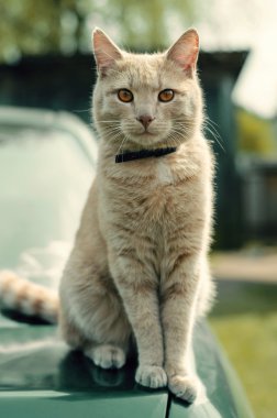 Bir vagonda oturan kedi oturan kedi