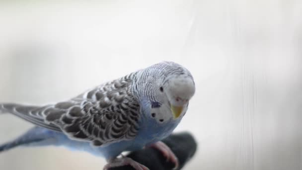 Domestic Little Gray Blue Parrot — Stock Video