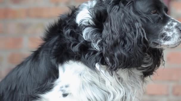 Preto Branco Spaniel Cão Olha Direções Diferentes — Vídeo de Stock