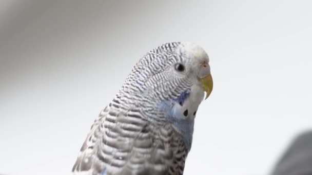 Domestic Little Gray Blue Parrot — Stock Video