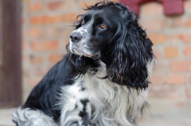 Siyah ve beyaz köpek.