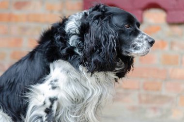 Siyah ve beyaz köpek.