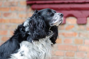 Siyah ve beyaz köpek.