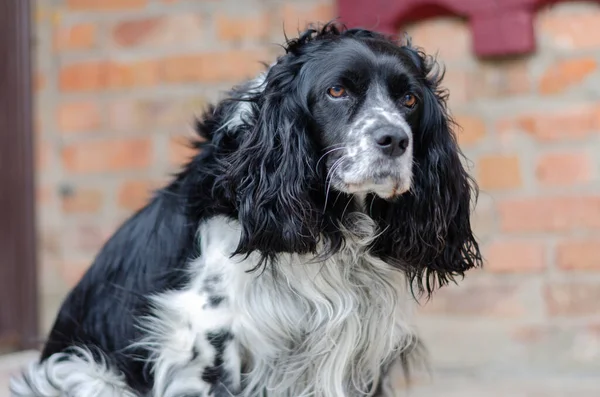 Siyah ve beyaz köpek.