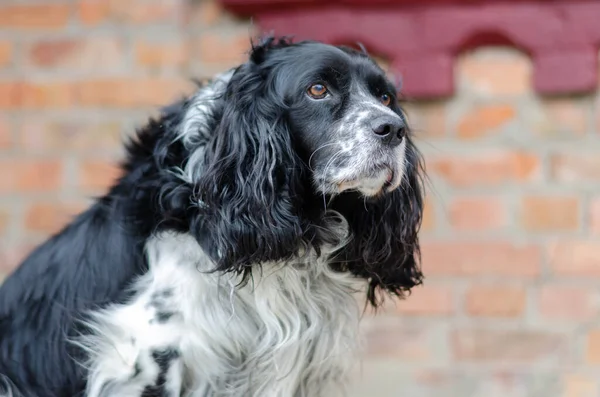 Siyah ve beyaz köpek.
