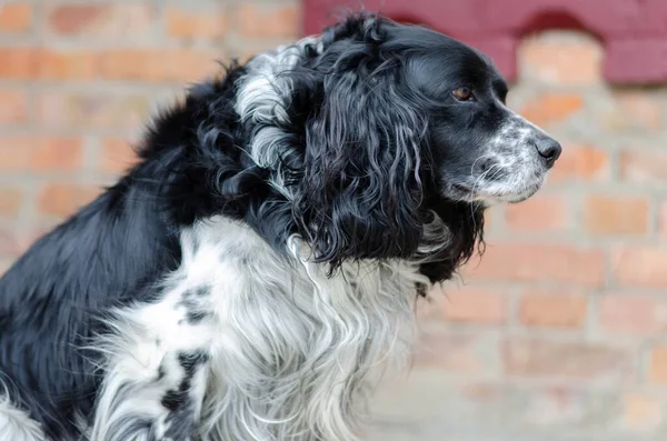Siyah ve beyaz köpek.