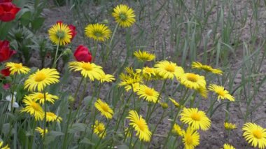 Sarı doronikumlar ve kırmızı laleler bahçede