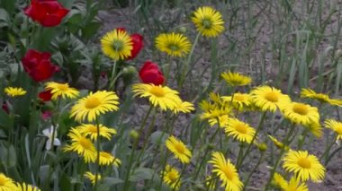 Sarı doronikumlar ve kırmızı laleler bahçede