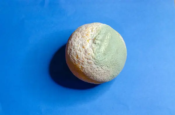 stock image Moldy orange big orange on a blue background