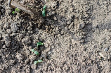 Bahçede bir çapa ve ellerle çalışmak