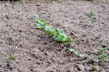 Bahçeye ekilmiş yeşil bitkilerden bir yatak.
