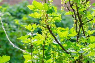 Yeşil üzümlü çalı güneş ışığı altında