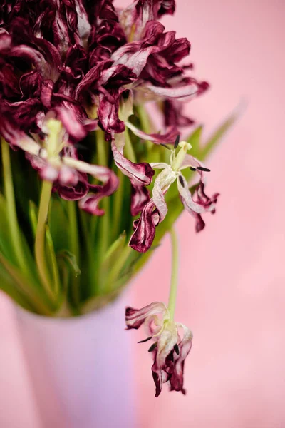 Strauß sterbender Tulpen auf rosa Hintergrund — Stockfoto