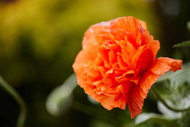 Güneşli bir günde baharda bahçede haşhaş çiçekleri