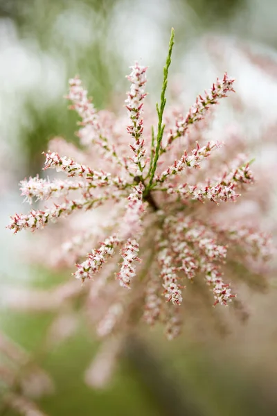 Μικρό Άνθος Tamarix Parviflora Ένα Διακοσμητικό Φυτό Ροζ Λουλούδια Φύση — Φωτογραφία Αρχείου