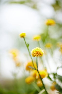 Güneşli yaz gününde açan sarı ranunculus çiçeği