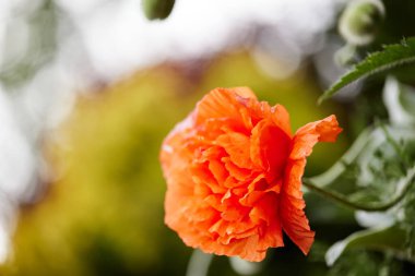 Güneşli bir günde baharda bahçede haşhaş çiçekleri