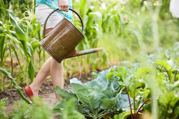 Wanita Menyiram Kubis Menggunakan Logam Kaleng Kebun Sayuran Pada Hari — Stok Foto