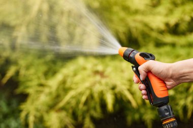 Hand holding water hose and watering plant in the garden in summer