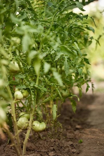 Green Tomatoes Bushes Growing Greenhouse Vegetables — Stock fotografie