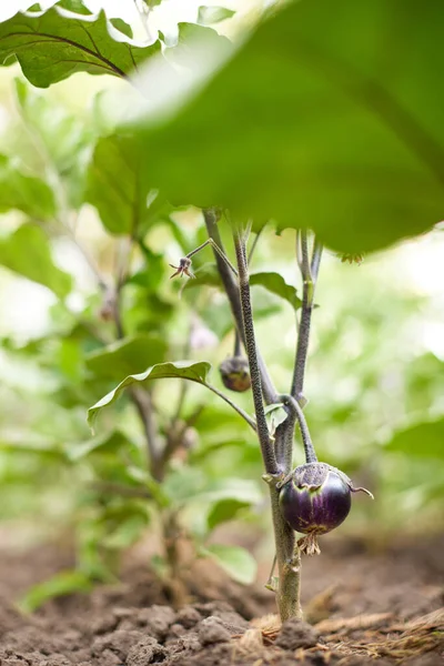 Fresh Organic Homegrown Eggplant Garden Farm Greenhouse Aubergine Vegetables — 图库照片