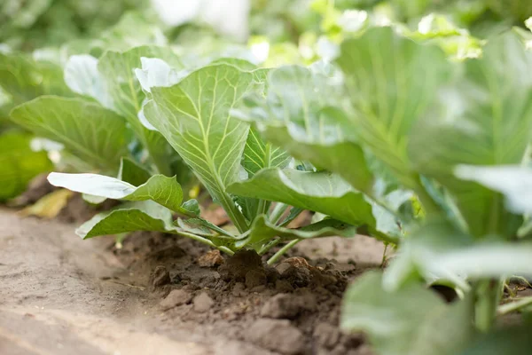 Rows Fresh Cabbage Plants Garden Summer Day Gardening Organic Farming — Stock fotografie