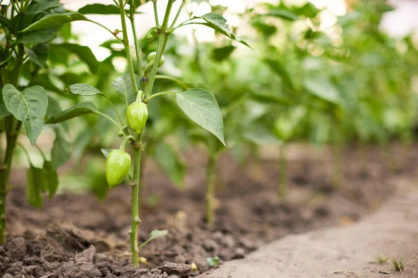 Sweet Green Bell Peppers Growing Greenhouse — Stock fotografie