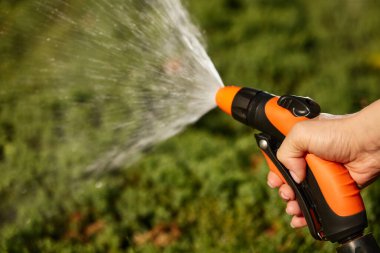 Hand holding water hose and watering plant in the garden in summer. Gardening concept
