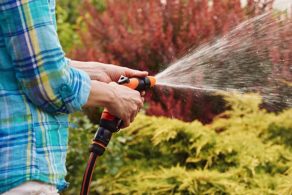 woman watering plant in the garden in summer. Gardening concept