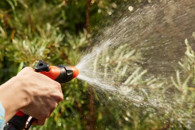 woman watering plant in the garden in summer. Gardening concept