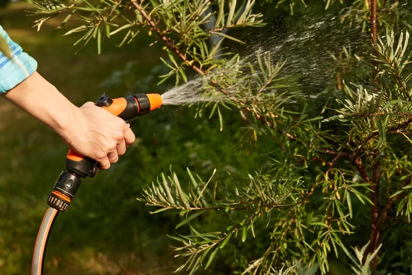 Hand holding water hose and watering plant in the garden in summer