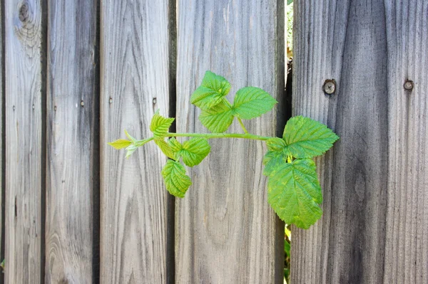 Raspberry branch behind a wooden fence. — Stock Photo, Image