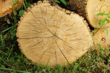 Çimenlerin üzerinde oturum.