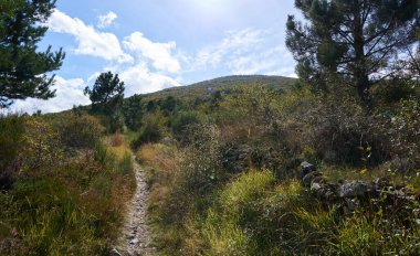 Mavi gökyüzünün altında bazı beyaz bulutlarla birlikte vahşi bir bitki örtüsü olan yemyeşil bir orman..
