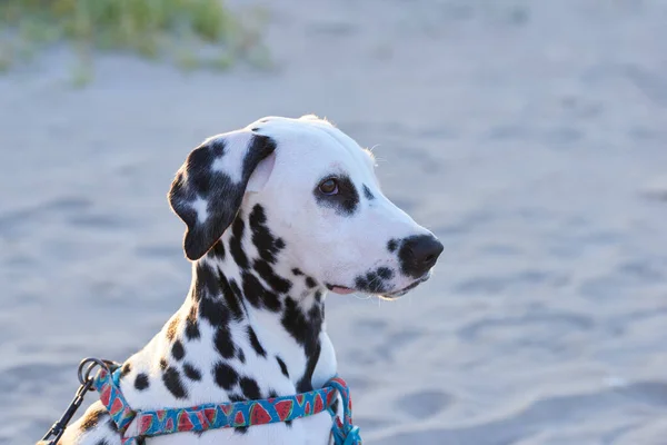 Lindo Cachorrinho Dálmata Com Uma Expressão Facial Agradável — Fotografia de Stock