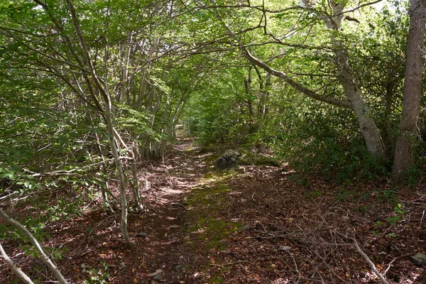 西班牙萨拉戈萨Moncayo山山坡上一条穿过森林的小路 — 图库照片