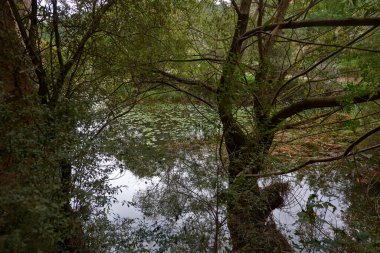 Sonbaharda yemyeşil bitki örtüsüyle çevrili güzel bir dere.