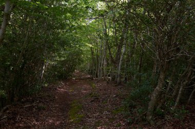 Gri bir sonbahar gününde bir çam ormanı