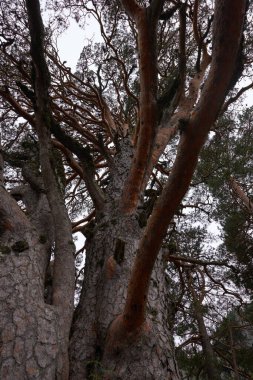 Sonbaharda büyük, tuhaf şekilli dalları olan büyük bir meşe ağacı..