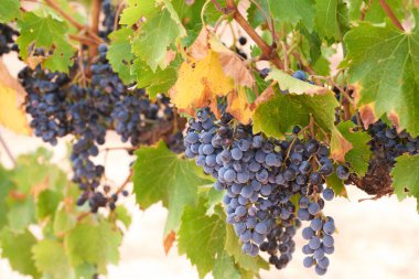 Olgunlaşmış üzümlerle dolu bir sarmaşık, hasat için hazır..