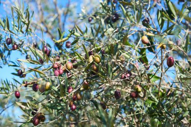 Zeytinlerle dolu güzel bir zeytin ağacı hasat edilmeye hazır..