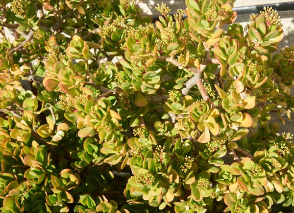 Detalj Vacker Växt Med Vackra Gröna Blad — Stockfoto
