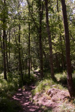 Ormanın derinliklerinde gizli bir yol.