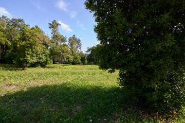 Beyaz bulutların altında, yoğun bitki örtüsüyle çevrili yeşil bir çayır..