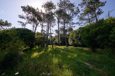 Gökyüzünün altında beyaz bulutlu, sık bir bitki örtüsü olan bir orman..