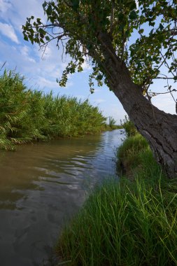 İspanya, Valencia 'da pirinç tarlalarını sulamak için kullanılan bir su kanalı..