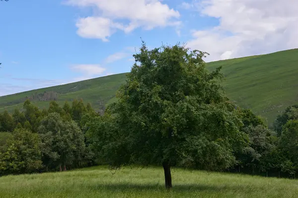 Een Groene Weide Omringd Door Dikke Vegetatie Onder Een Hemel — Stockfoto