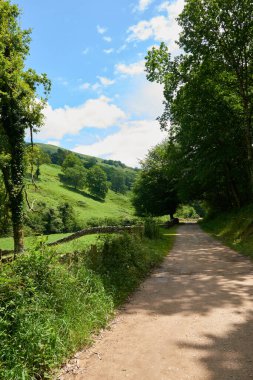 Kalın bir bitki örtüsüyle çevrili bir orman yolunun güzel bir resmi..